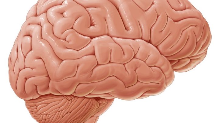 Sistema Nervoso Central